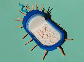 Prokaryotic Cell (Educational Model)