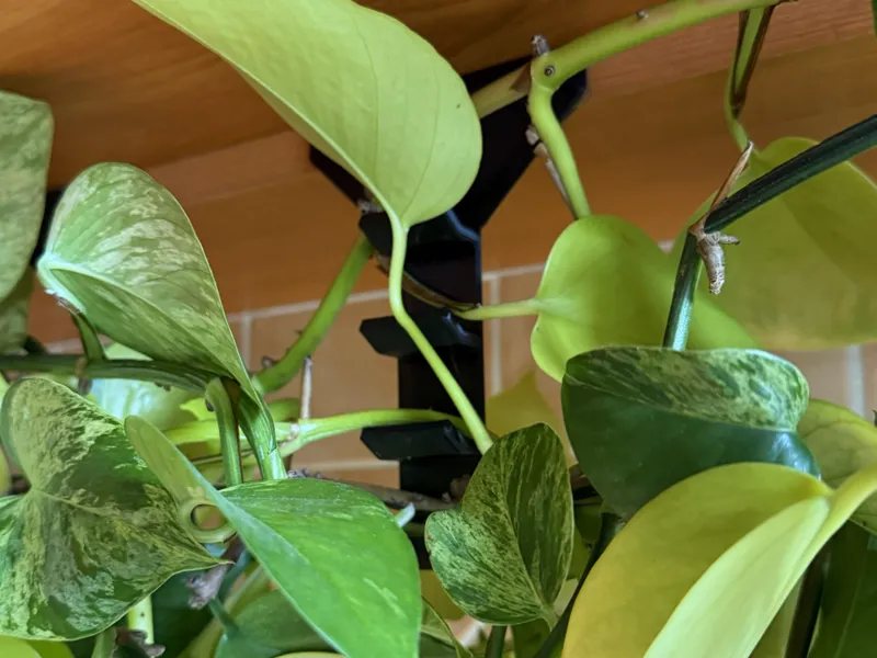 Trailing Plant Hooks