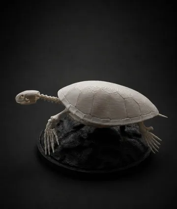 Adorno temático: Sea Turtle Skeleton — vista de referencia 3