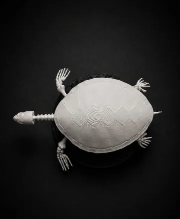 Adorno temático: Sea Turtle Skeleton — vista de referencia 5