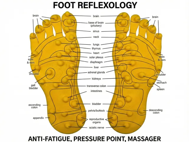 Foot Reflexology Model