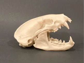Badger Skull