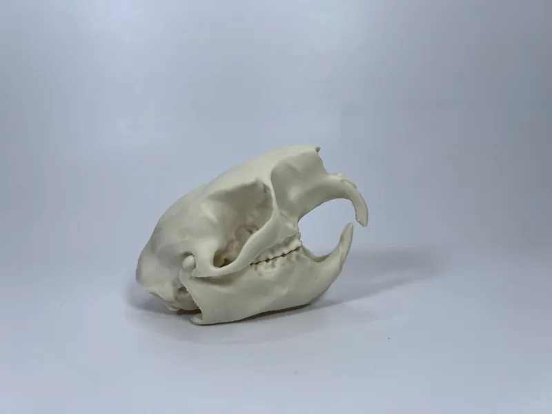 Porcupine Cranium and Mandible