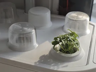 Dôme de germination