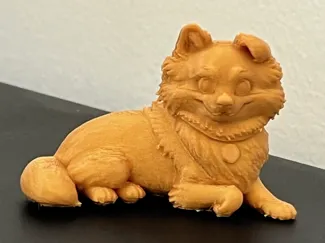 Pomeranian 