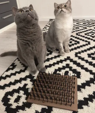 Cat feeding toy