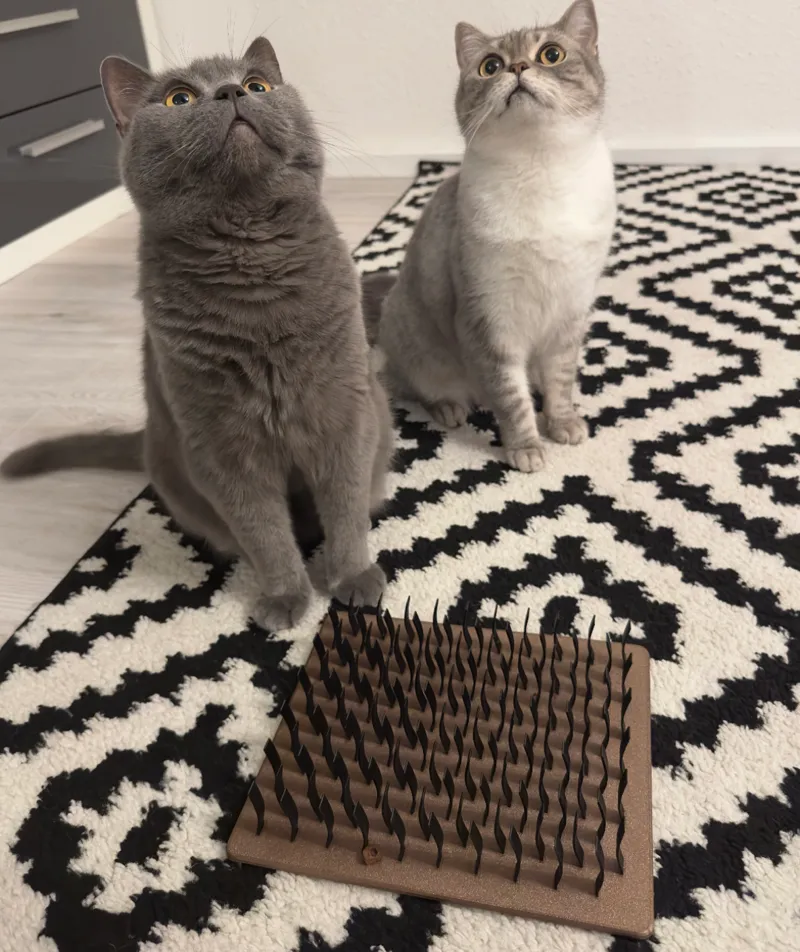 Cat feeding toy