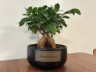 Mandrake Root Label (Mandragora)