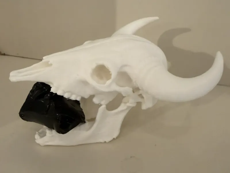 Buffalo Skull
