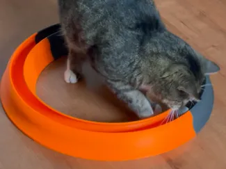 Toy for cats