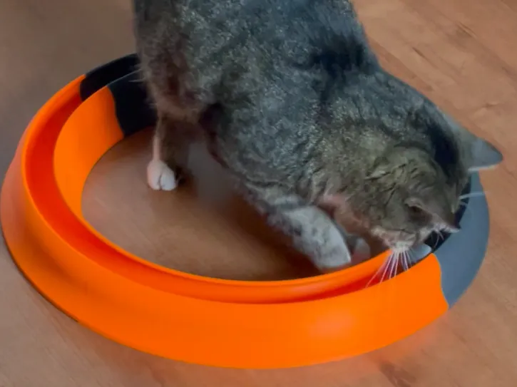 Toy for cats