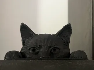 Gatto curioso,curious cat