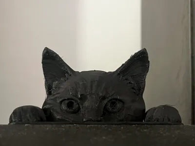 Gatto curioso,curious cat