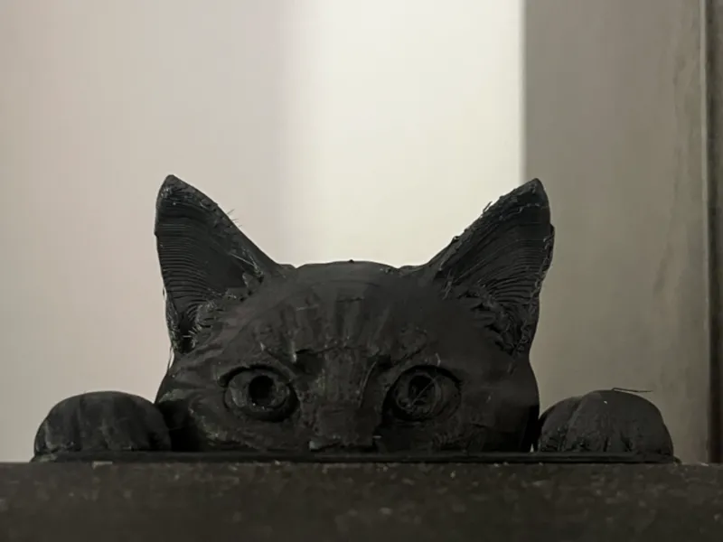 Gatto curioso,curious cat