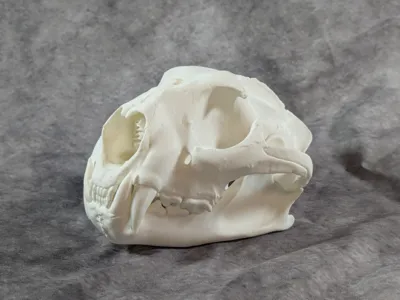 Mountain Lion Skull