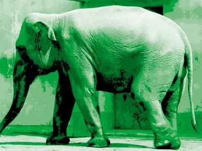 Elephant