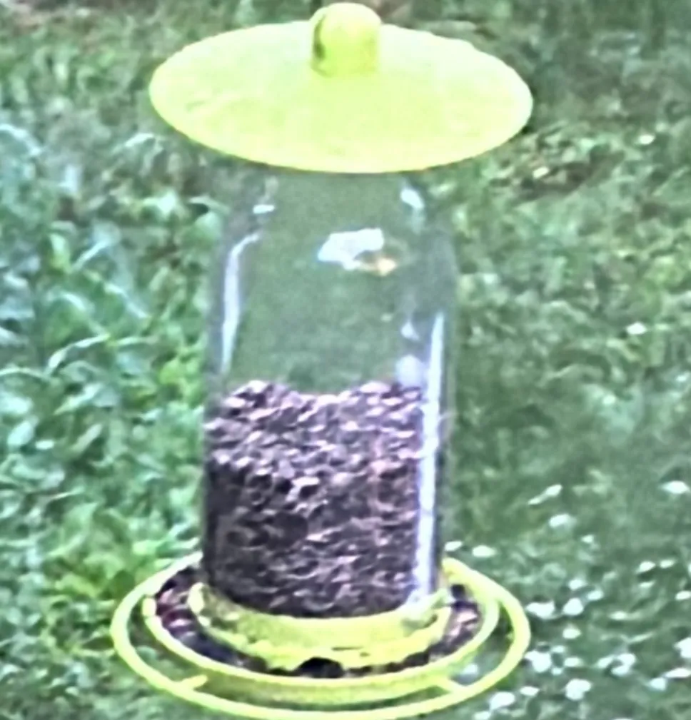 Mangeoire à oiseaux sur bouteille