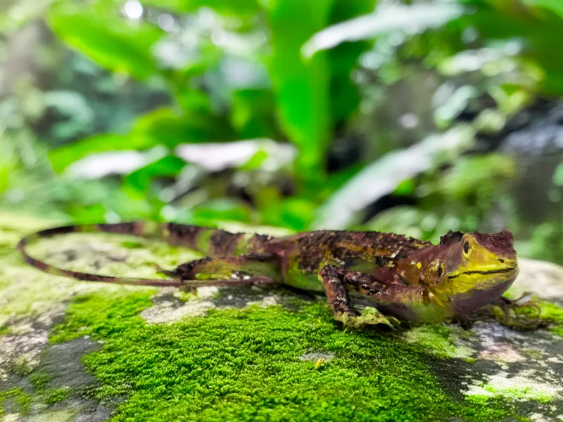 Sakishima tree lizard（サキシマキノボリトカゲ）