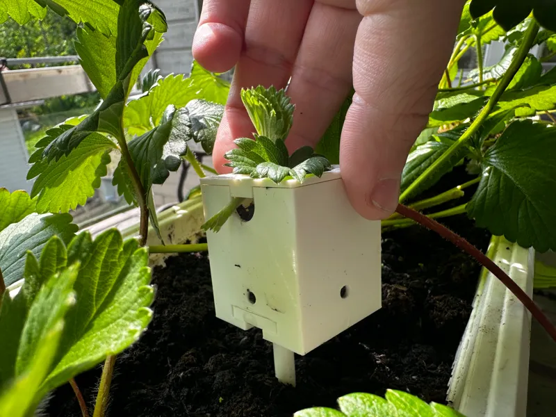 Strawberry Rooter – Propagation Station