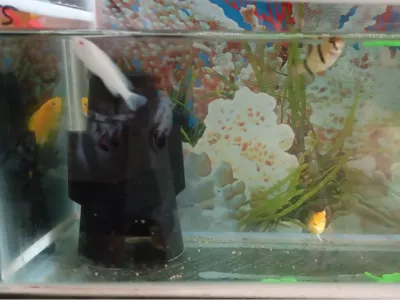 Squidward's House for Aquarium Decoration