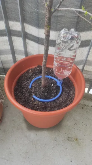 Plant irrigation