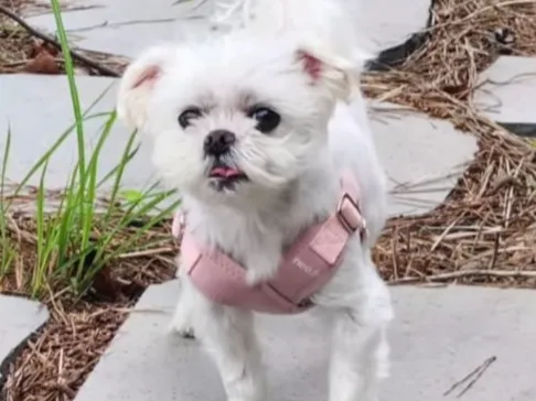 maltese dog 
