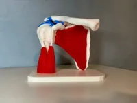 AMS 5 COLORS (75% SCALE)