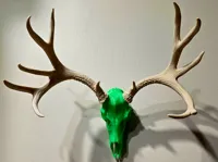 Trident BAS Mule Deer Antler Set - 35% Scale