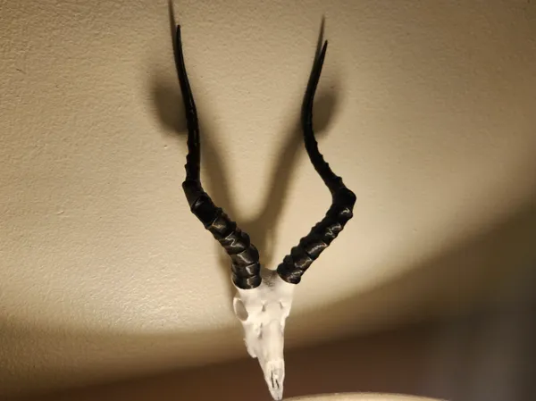 https://makerworld.bblmw.com/makerworld/model/US57314ee8a07f60/design/2025-02-17_8854cd833333f.jpg