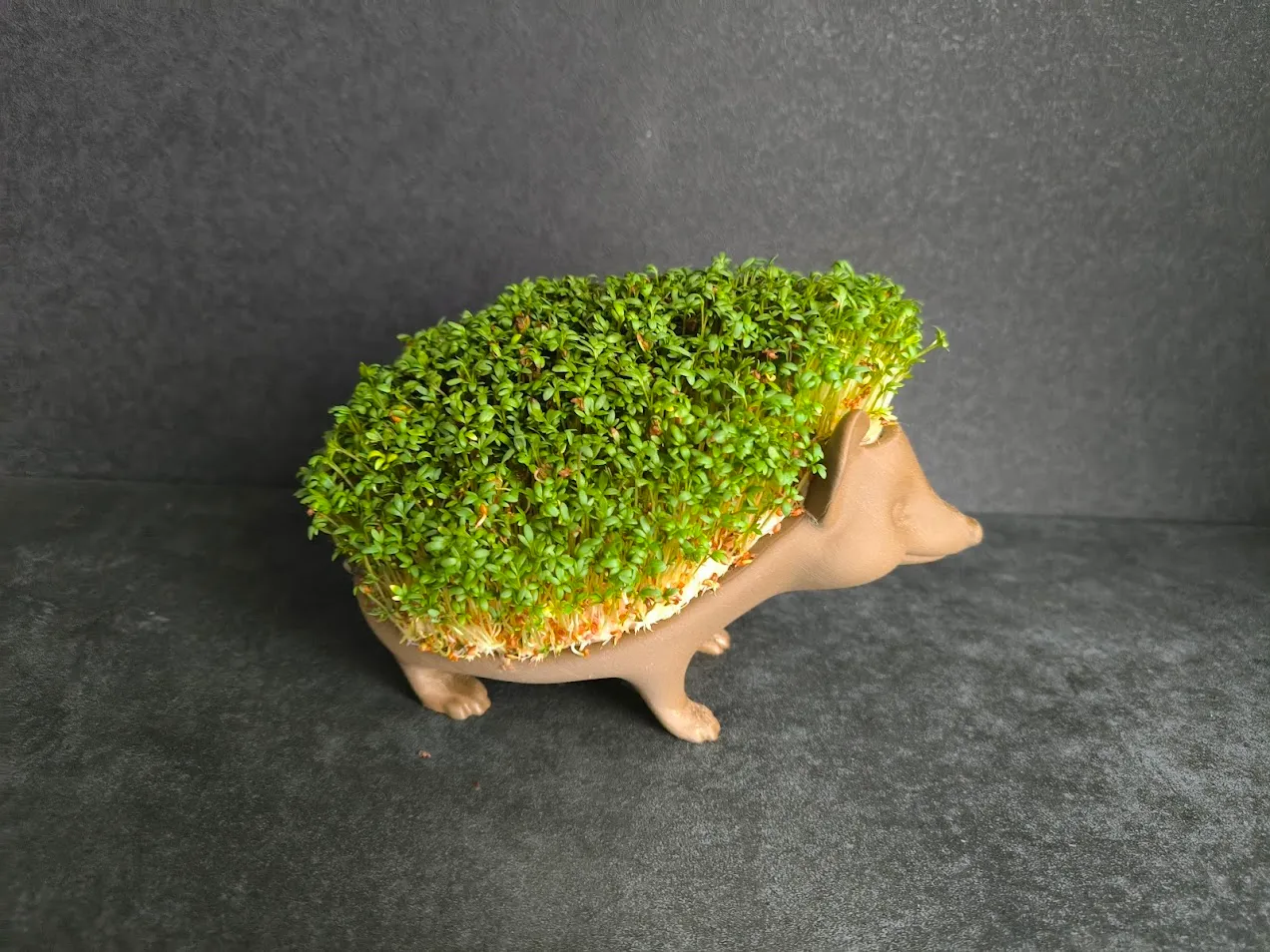 Cress Hedgehog view 4
