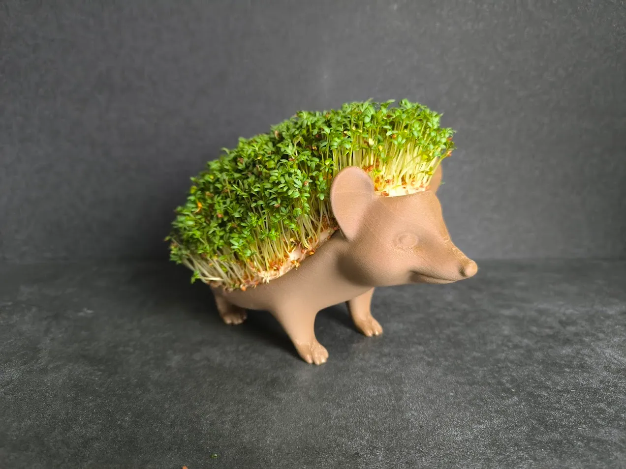 Cress Hedgehog view 2