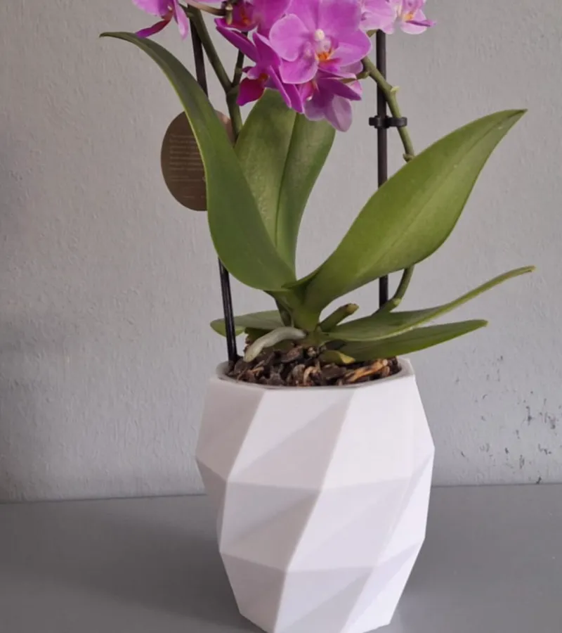 Plant Vase