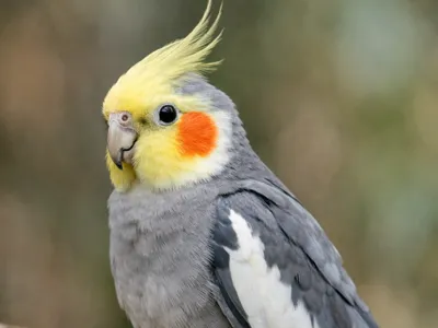 Cute Cockatiel