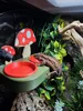 large pangea mushroom feed ledge
