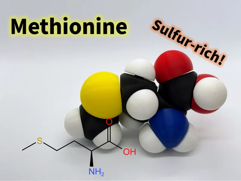 Methionine molfidget with rotatable bonds