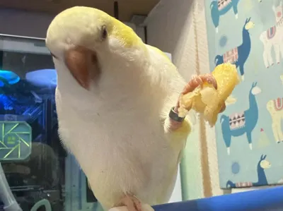 Pickle -Quaker / Monk Parakeet eating a French Fry