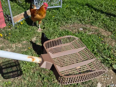 Chicken Poop Scoop - Sand Filter Shovel
