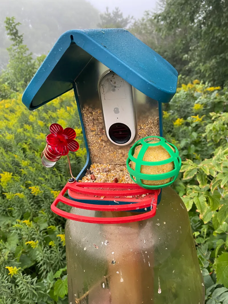 Bird Buddy suet holder for large suet balls