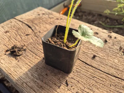 Seedling/Plant Pot