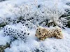 Beige leopard