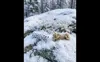 snow leopard