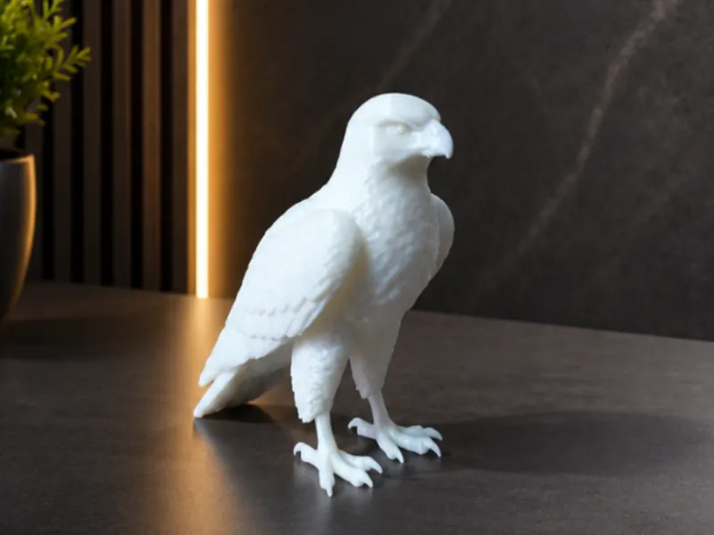 Hawk bird