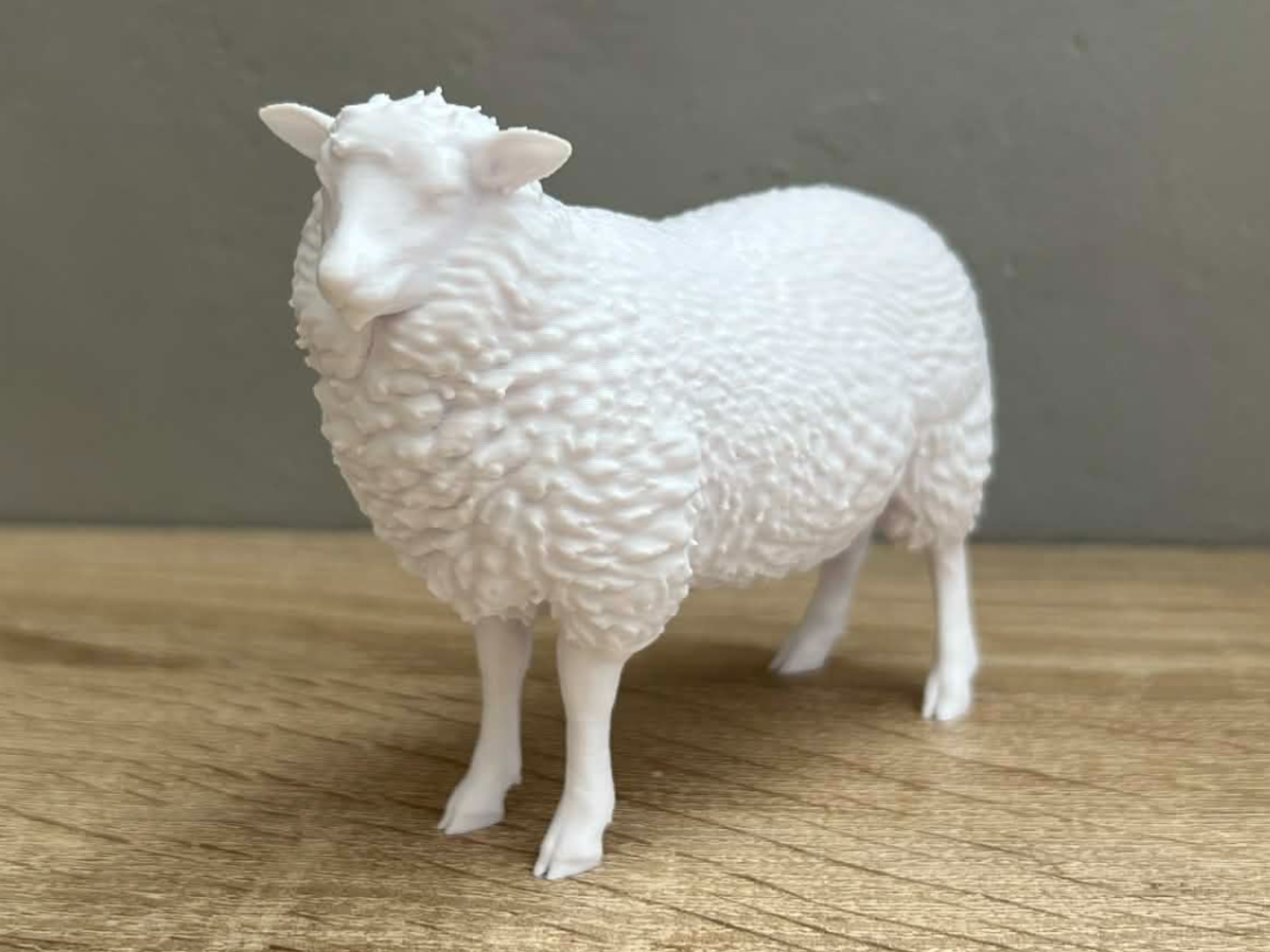 Sheep - Animal