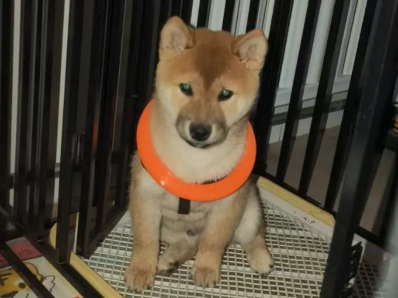 宠物狗狗大圆环拉环户外玩具TPU
