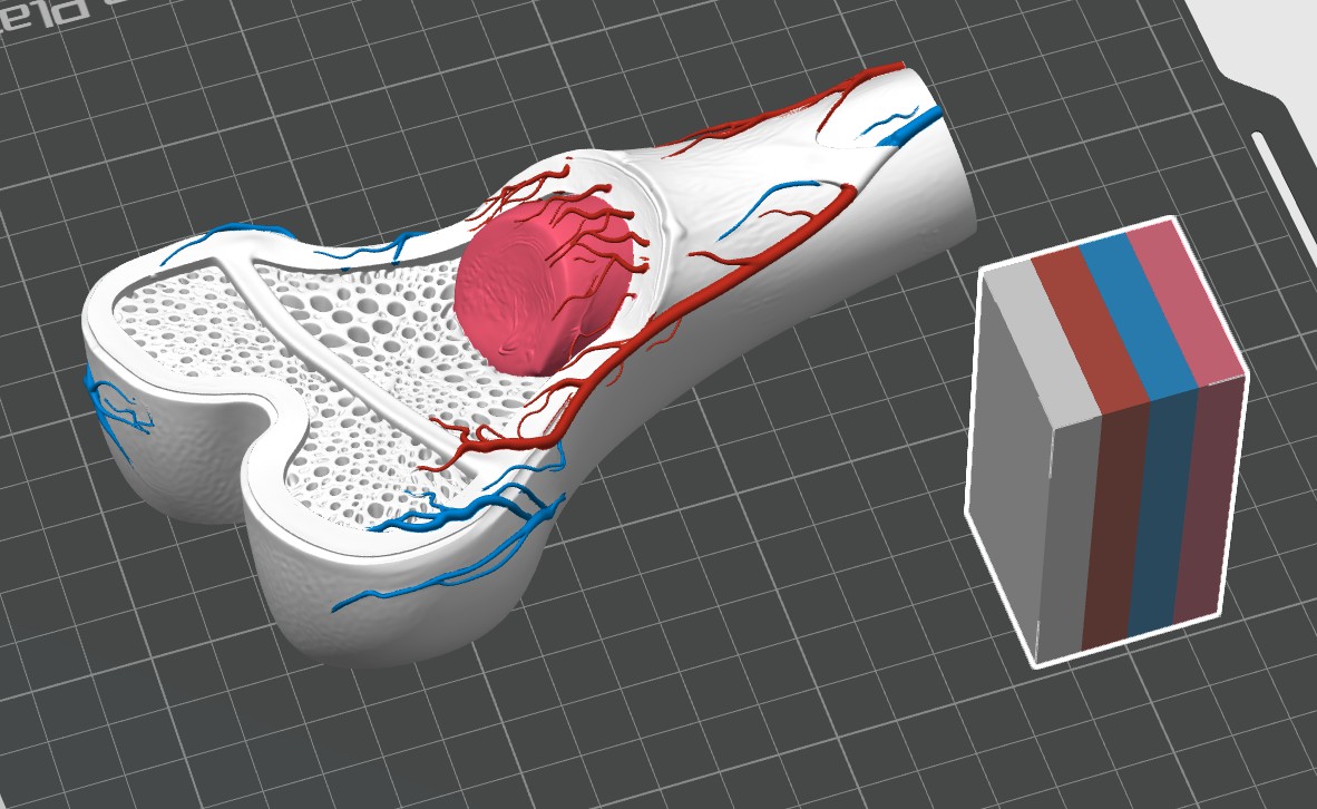 Miniatura 2 do modelo 3D Anatomy Pro: Interactive Bone Internal Structure