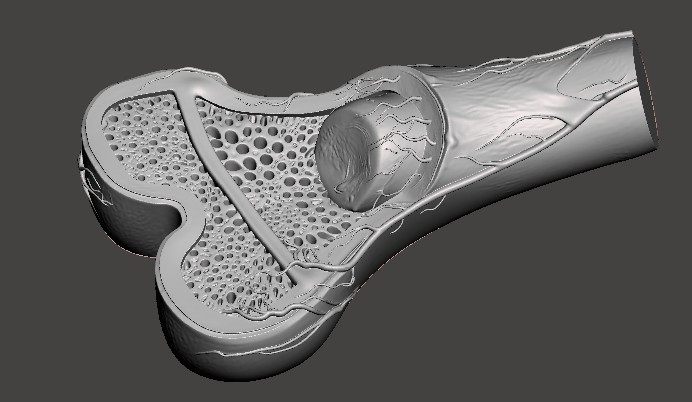 Miniatura 1 do modelo 3D Anatomy Pro: Interactive Bone Internal Structure