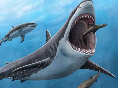 Megalodon