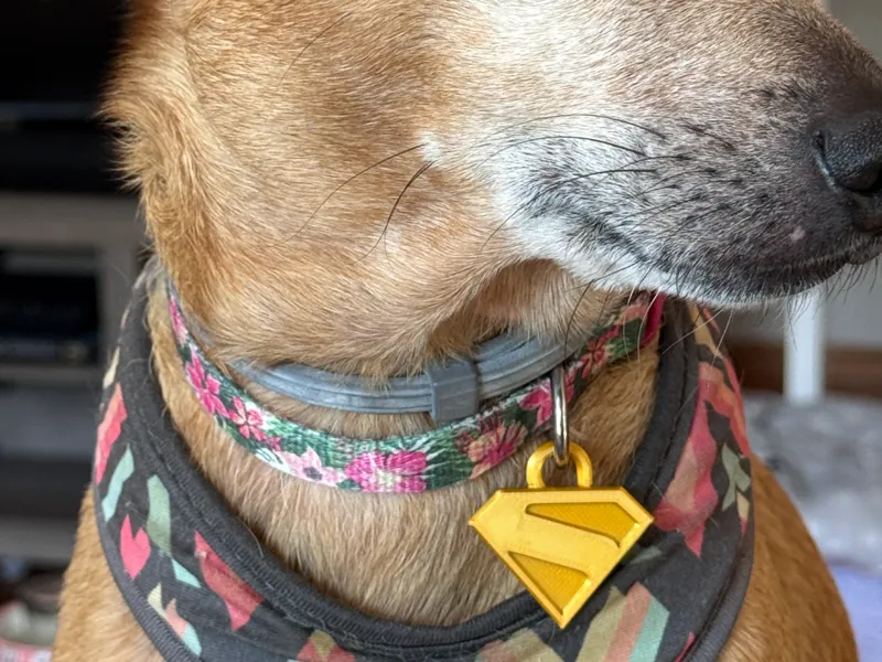 Superman Krypto Dog Tag