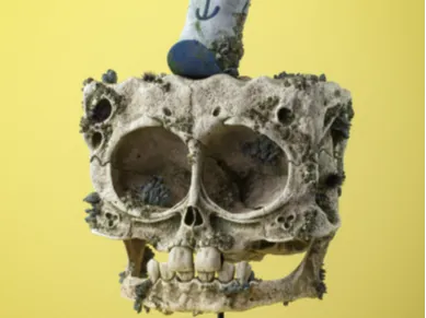 Crâne fossile éponge préhistorique