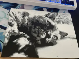 Black and white Cat 2d Art
